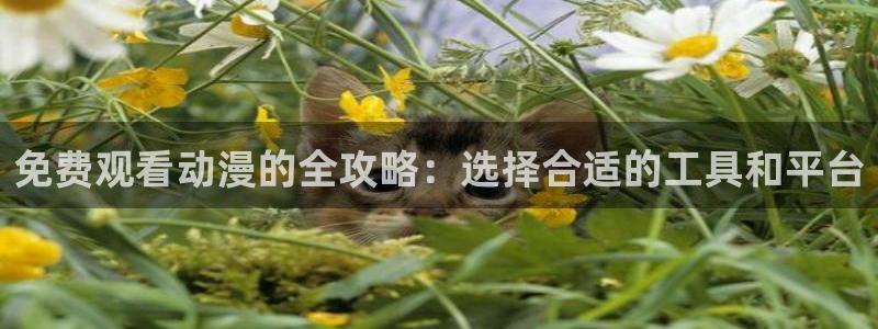 星星动漫网火狼：免费观看动漫的全攻略：选择合适的工具和平台